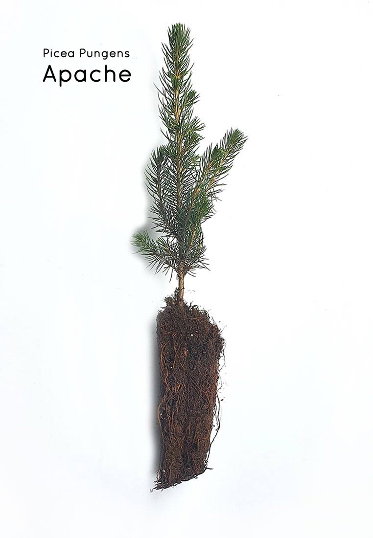 Blaufichte Containerpflanzen Picea Pungens Herkunft Apache 12-20cm