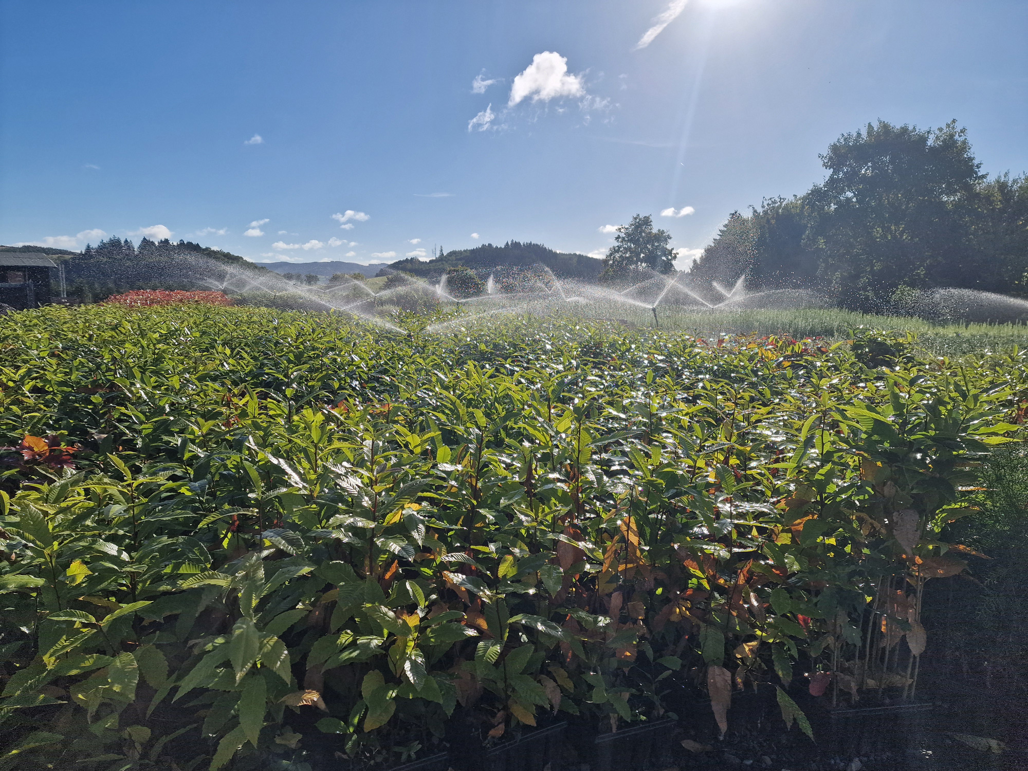 Esskastanie (1/0) Containerpflanzen 20-40cm Castanea sativa Mehrpack, Pflanzenwuchs, Sommer, Wasser, Garten, Feld, Pflanzenwuchs, Sommer, Wasser, Garten, Feld, Pflanzenwuchs, Sommer, Wasser, Garten, Feld