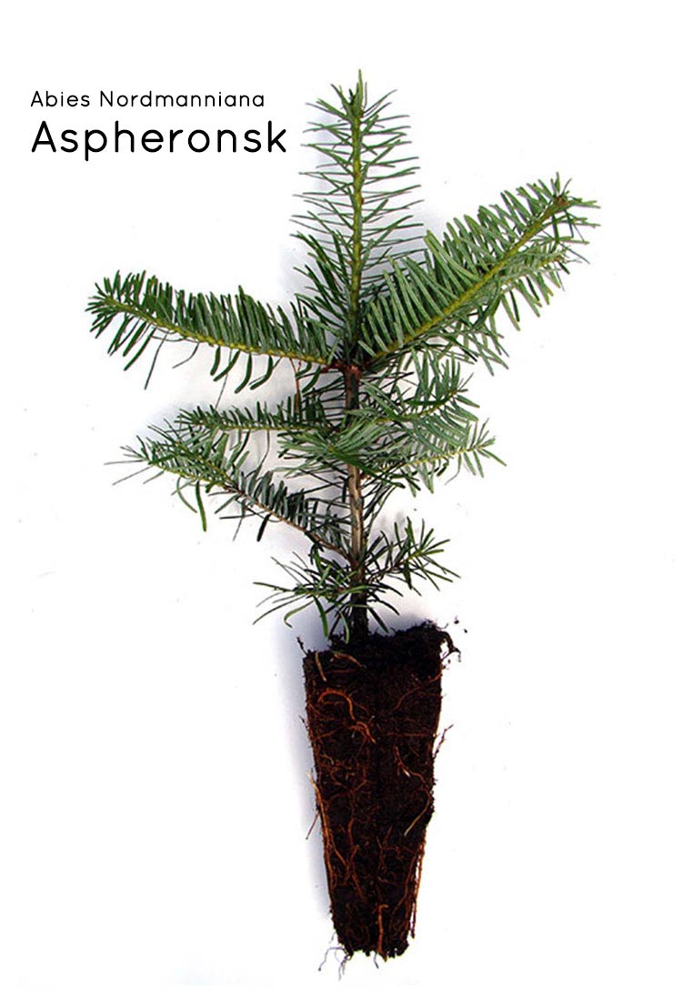 Nordmanntanne Containerpflanzen Herkunft Aspheronsk 15-30cm